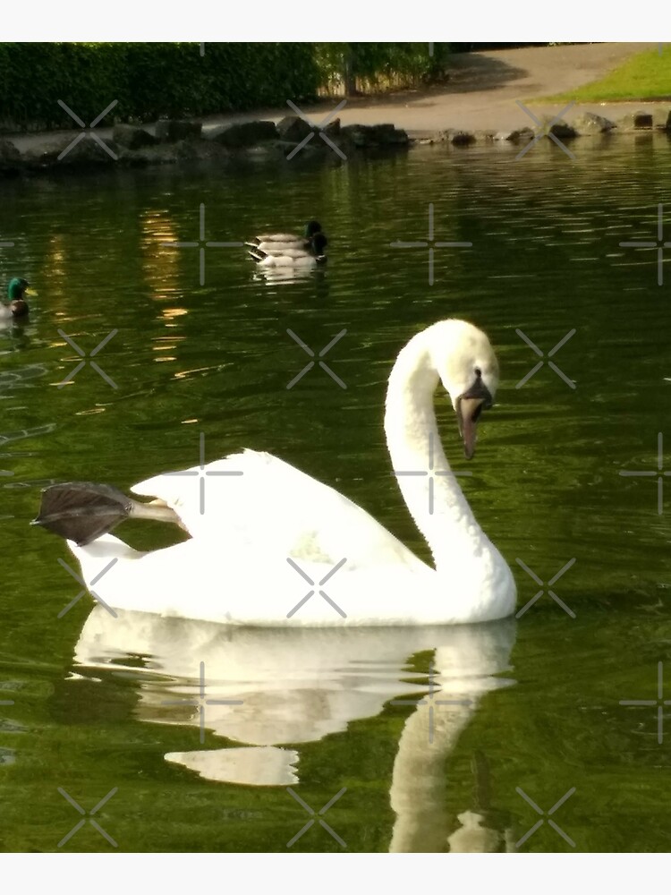 M.I. #62 |☼| Swan - Shot 20 (Pearson Park) by Naean