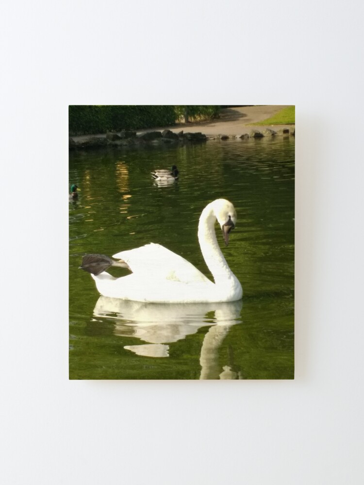 Alternate view of M.I. #62 |☼| Swan - Shot 20 (Pearson Park) Mounted Print