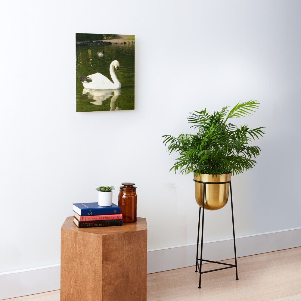 M.I. #62 |☼| Swan - Shot 20 (Pearson Park) Mounted Print