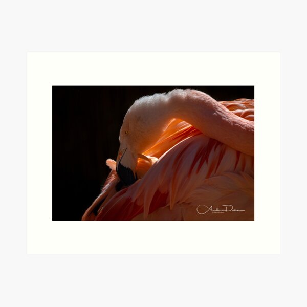 Item preview, Soft Touch designed and sold by JAPhoto.