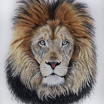 Colour Paper Lion Sketch, Size: A4