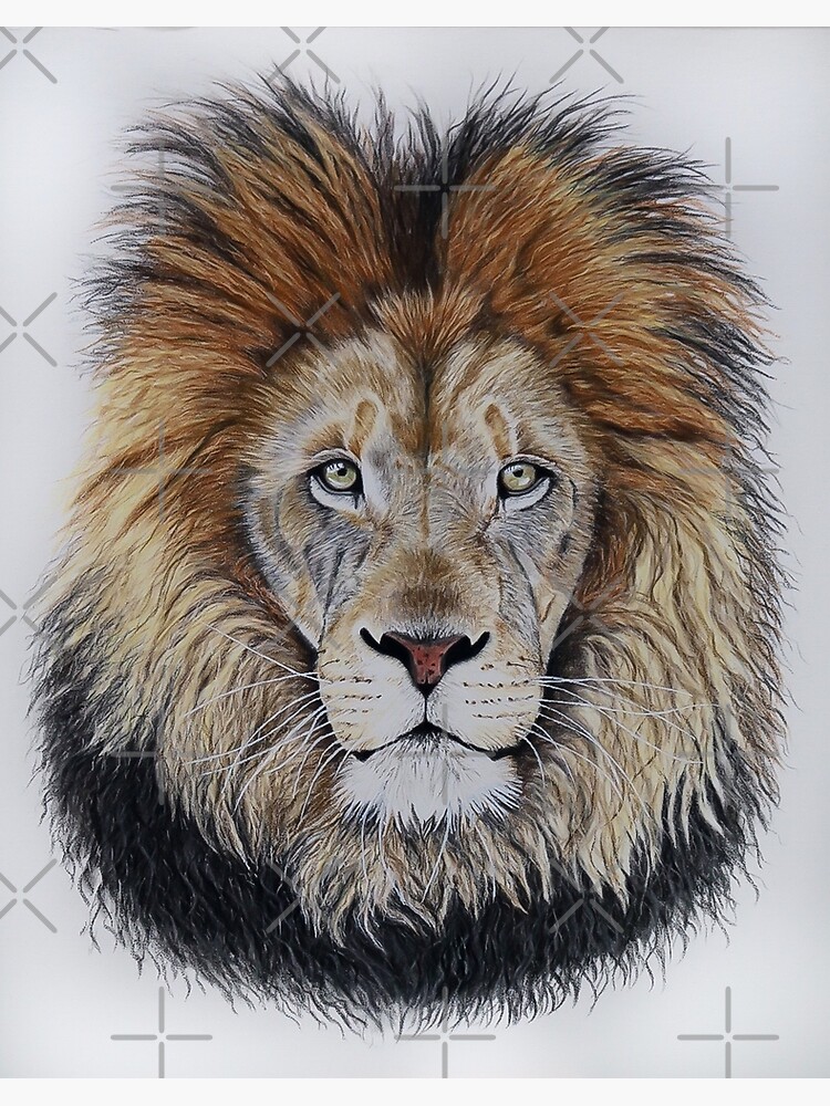 African Lion Drawing Drawing by Chris Conway - Fine Art America
