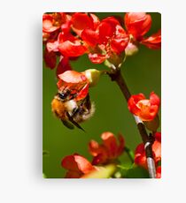 Bumblebee on red blossoms Canvas Print