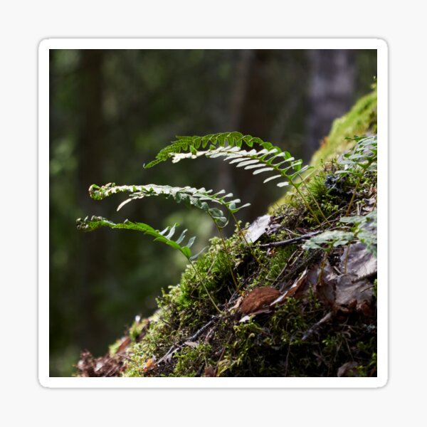 Common polypody in the springtime Sticker