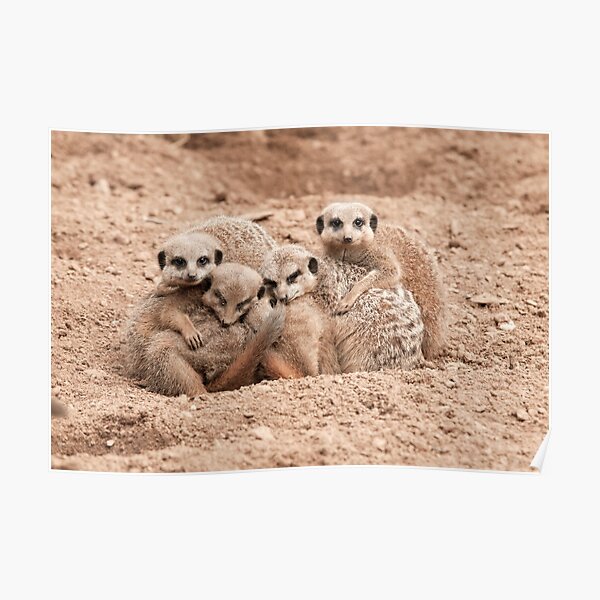 Meerkats in a huddle Poster