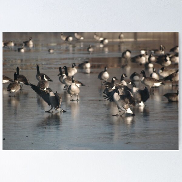 Item preview, Dancing Canada Geese designed and sold by Mark McReynolds.