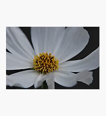 Cosmos Photographic Print