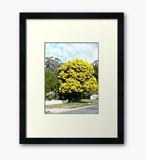 Wattle Framed Print
