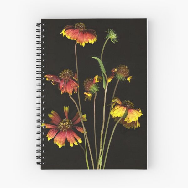 Item preview, Gaillardia designed and sold by Barbara E Wyeth.