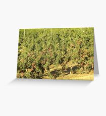 Apples ~ red and sweet ... Greeting Card