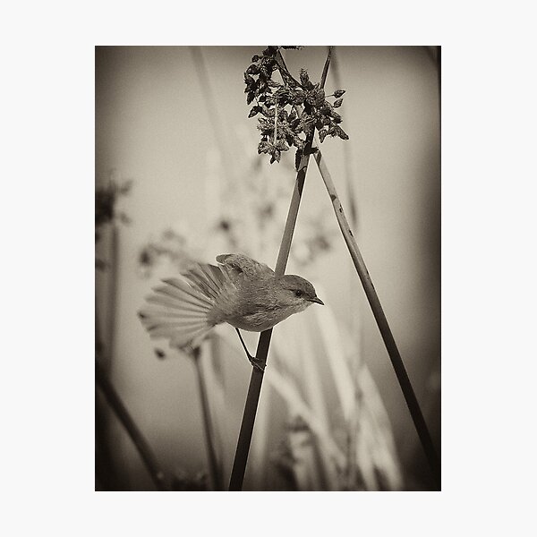 Stretch Photographic Print