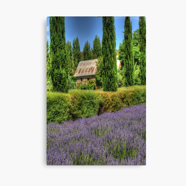 Lavendula, Daylesford, Victoria - The HDR Experience Canvas Print
