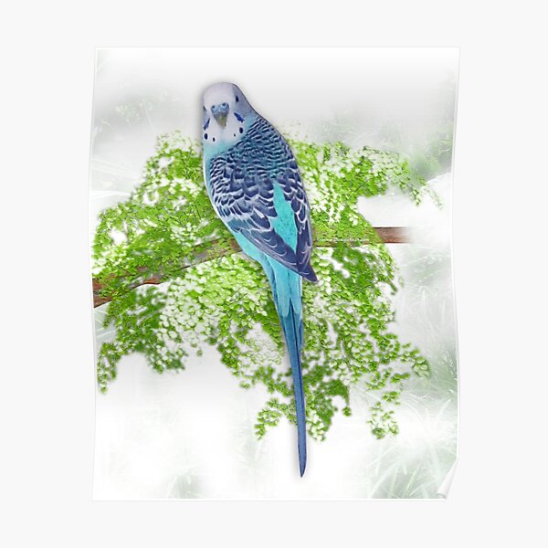 Blue Budgie on Green Poster