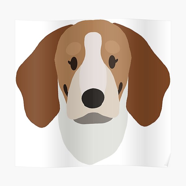 merle beagle