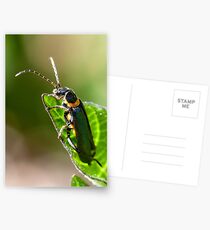 Soldier Beetle. Postcards
