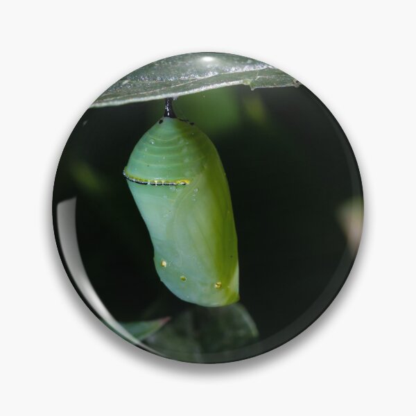 Item preview, Monarch Chrysalis 6 designed and sold by Robert Alsop.