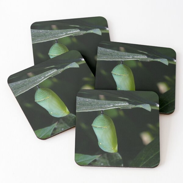 Item preview, Monarch Chrysalis 6 designed and sold by Robert Alsop.