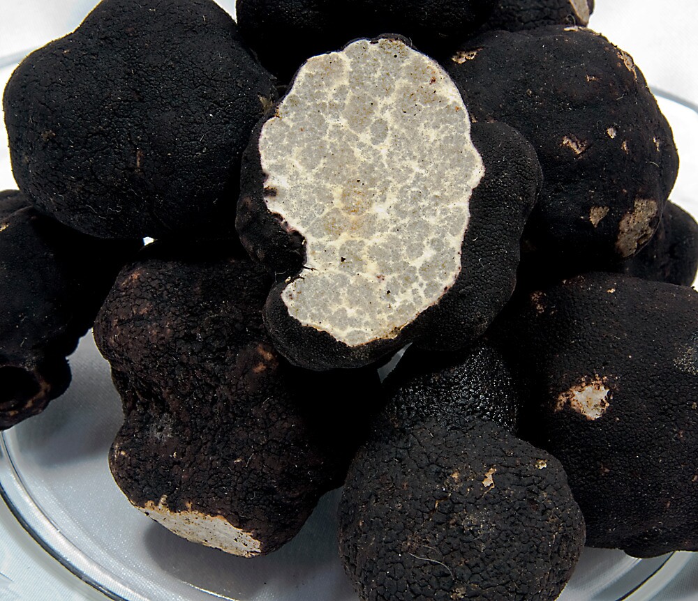 "Oregon Black Truffles on white" by OrPhotoJohn Redbubble