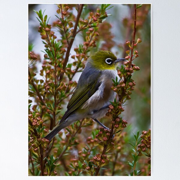 Item preview, Silvereye Zosterops lateralis designed and sold by David  Piko.