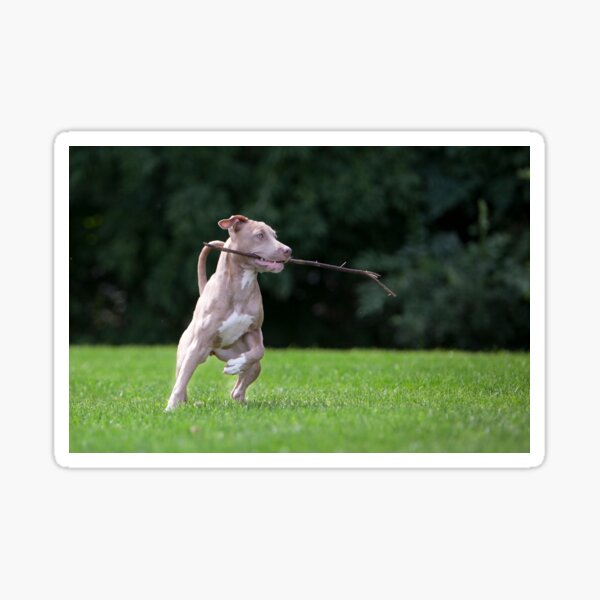 Fetch Playful Pittie Sticker