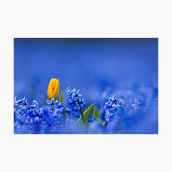 YELLOW Photographic Print