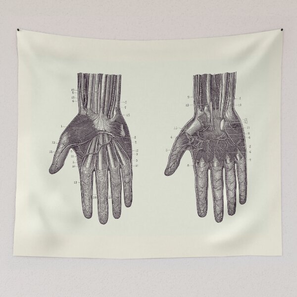 Item preview, Hand Muscular and Circulatory Systems - Dual View - Vintage Anatomy 2 designed and sold by VAposters.