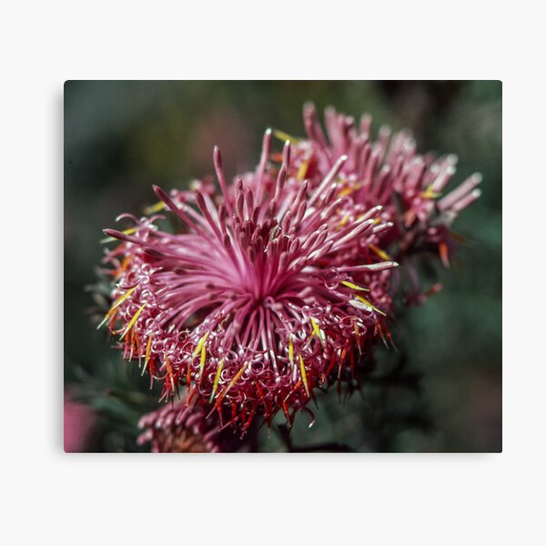 Item preview, Red Isopogon flower Julimar State Forest 19820814 0034 designed and sold by Fred Mitchell.