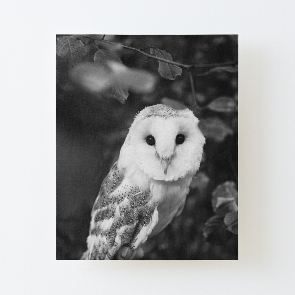 The Black and White Owl Art Board Print for Sale by chelseavictoria