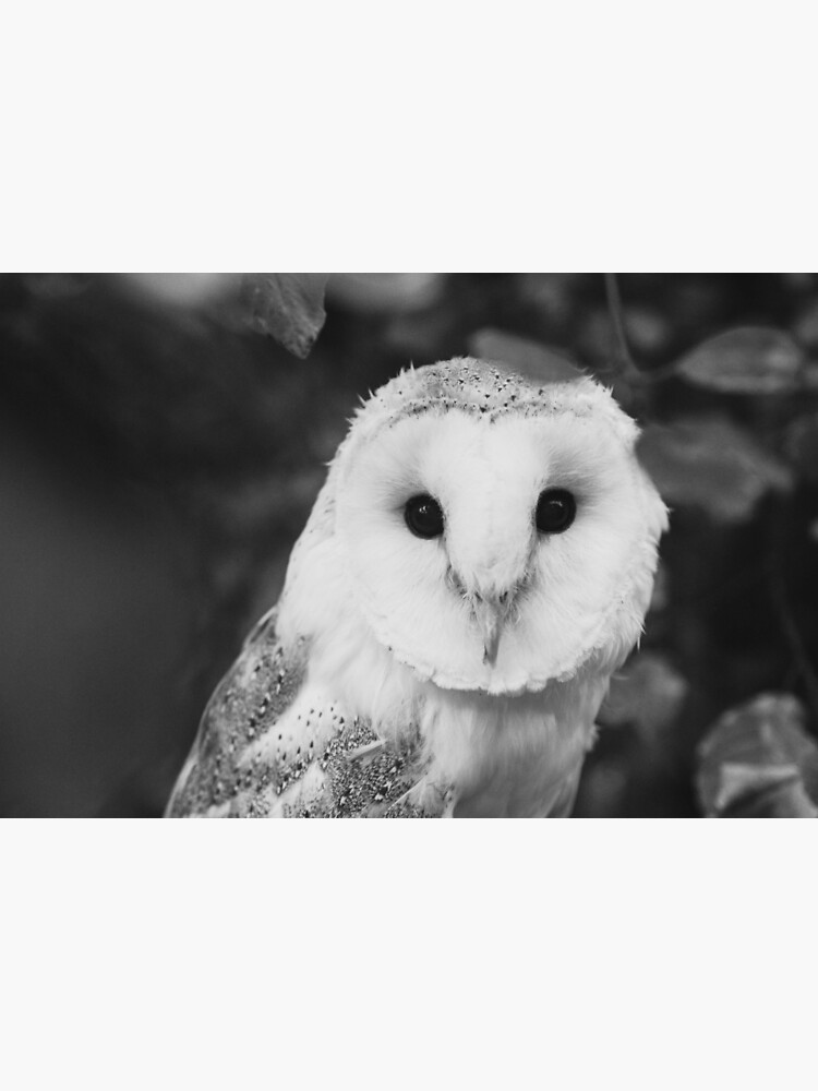 The Black and White Owl by chelseavictoria