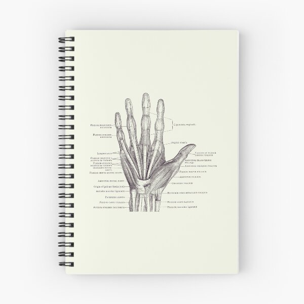 Item preview, Human Hand Diagram - Ligaments and Bones 2 designed and sold by VAposters.