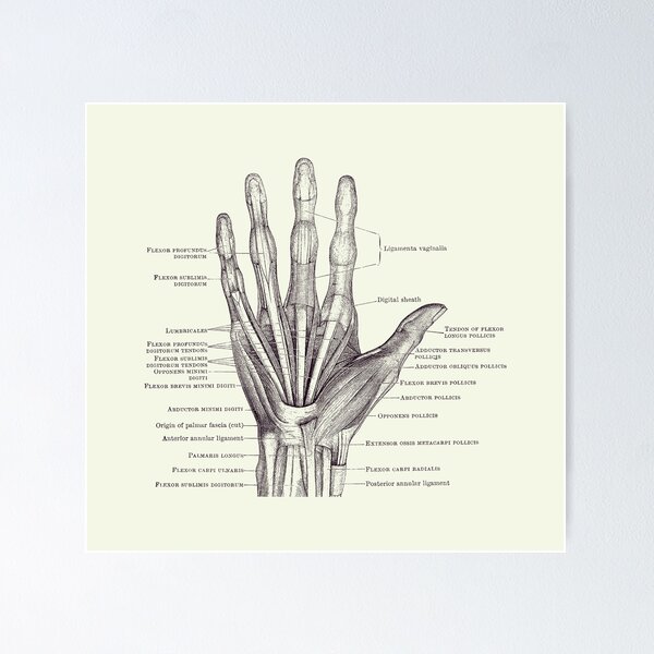 Item preview, Human Hand Diagram - Ligaments and Bones 2 designed and sold by VAposters.