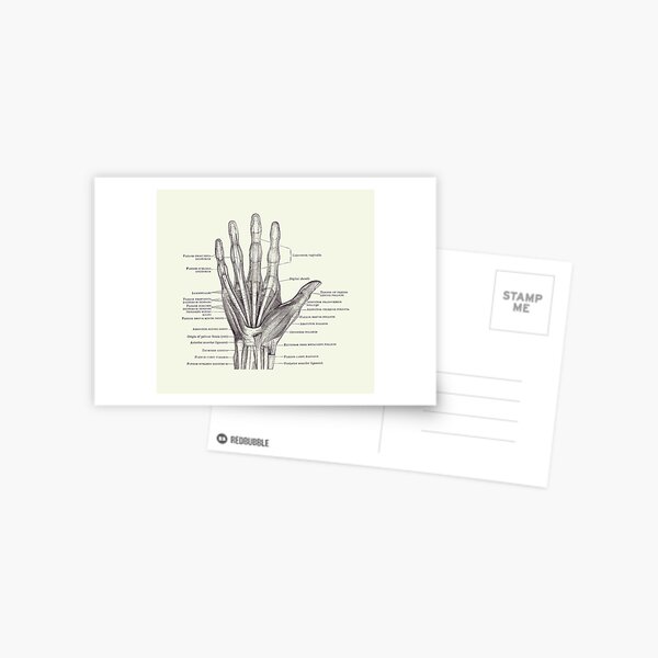 Item preview, Human Hand Diagram - Ligaments and Bones 2 designed and sold by VAposters.