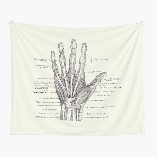 Item preview, Human Hand Diagram - Ligaments and Bones 2 designed and sold by VAposters.