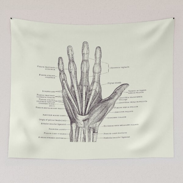 Item preview, Human Hand Diagram - Ligaments and Bones 2 designed and sold by VAposters.