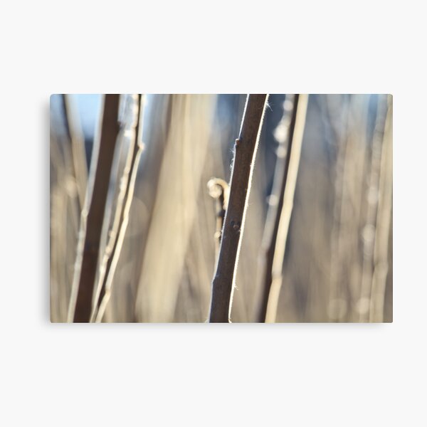 Hairy Canvas Print