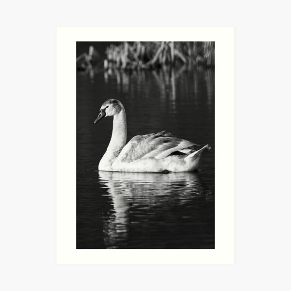 Black and White Reflections Art Print