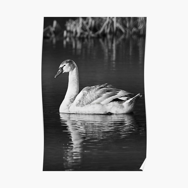 Black and White Reflections Poster