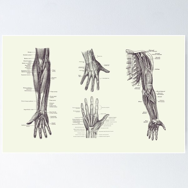 Item preview, Complete Arm and Hand Diagram - Vintage Anatomy Print 2 designed and sold by VAposters.