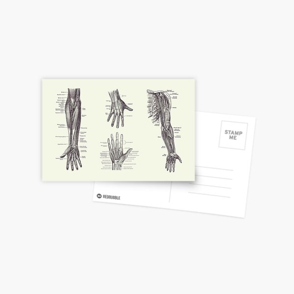 Item preview, Complete Arm and Hand Diagram - Vintage Anatomy Print 2 designed and sold by VAposters.