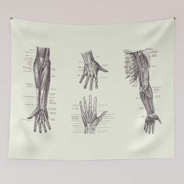 Item preview, Complete Arm and Hand Diagram - Vintage Anatomy Print 2 designed and sold by VAposters.