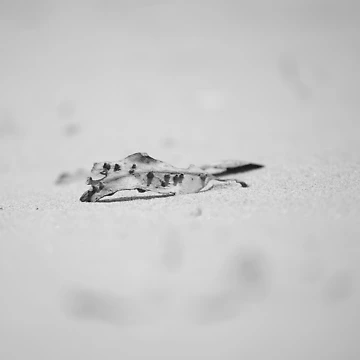 Artwork thumbnail, Bumpy Leaf by Magda Labuda