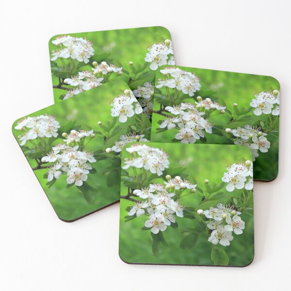 Item preview, Common Hawthorn in bloom designed and sold by annalisa56.