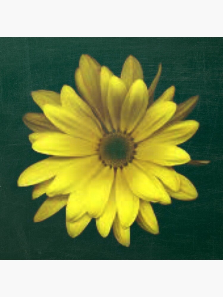 A Bright Yellow Flower by avalonmedia