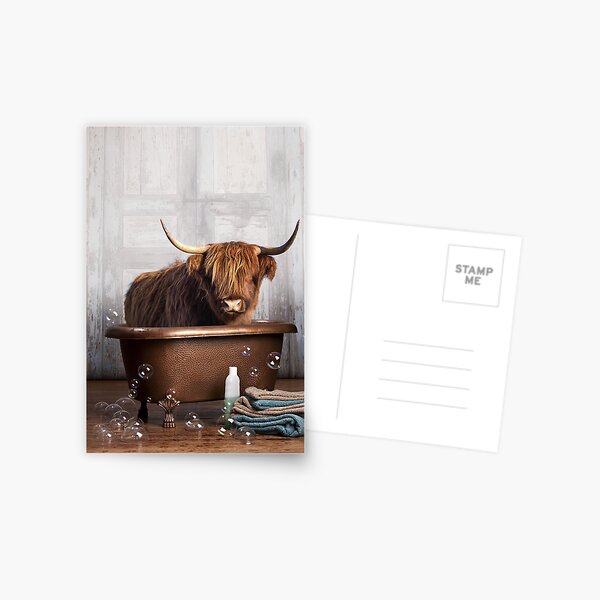 Highland Cow Postcard