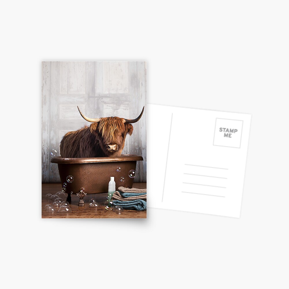 Highland Cow Postcard