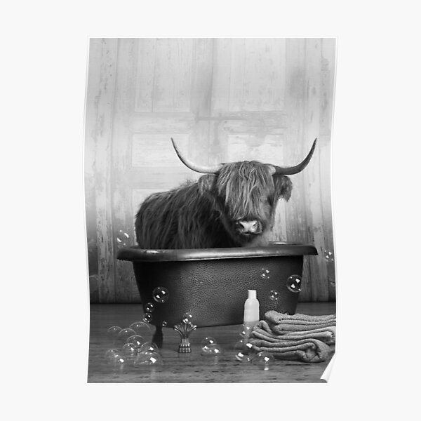 Highland Cow in the Bathtub Poster