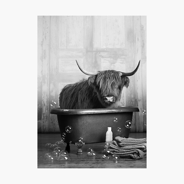 Highland Cow in the Bathtub Photographic Print