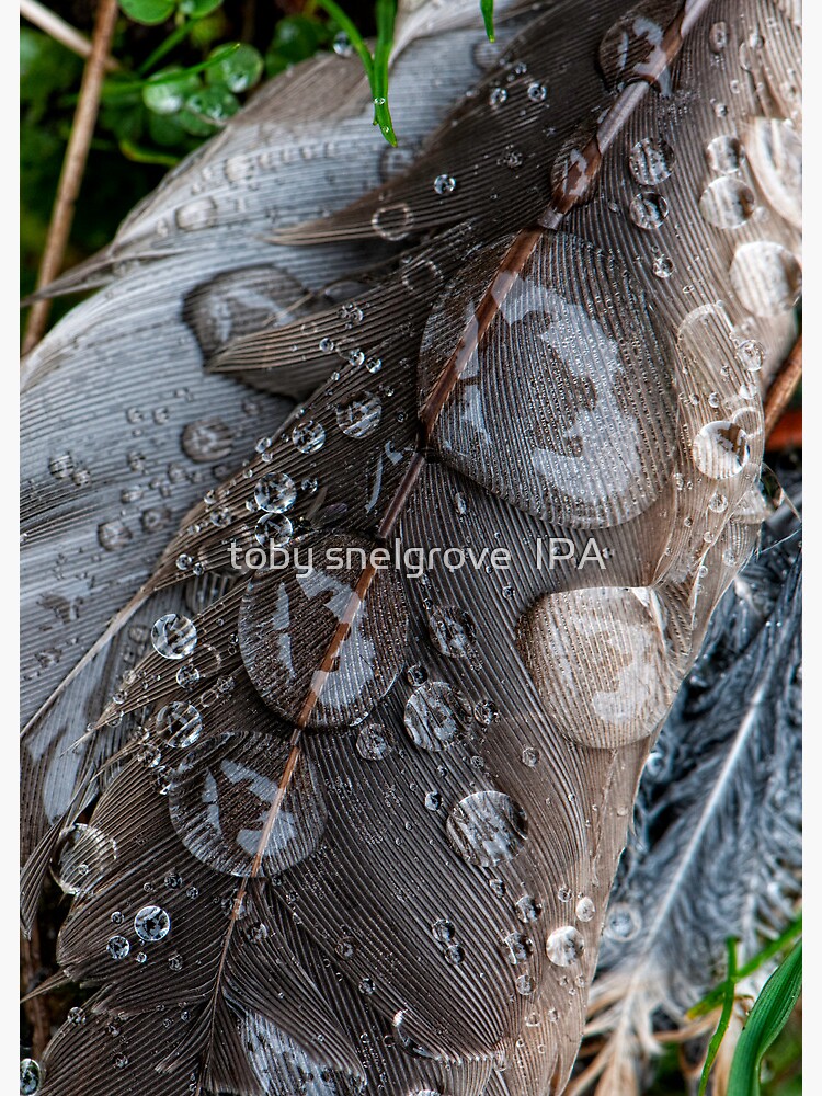 After the Rain by tobysnelgrove