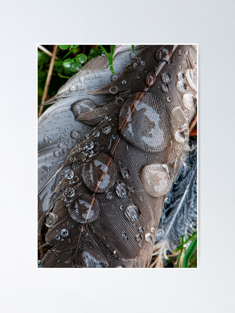 Alternate view of After the Rain Poster