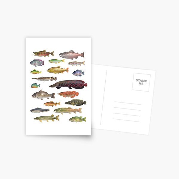 ALL FISH N STUFF Critterpedia | Postcard